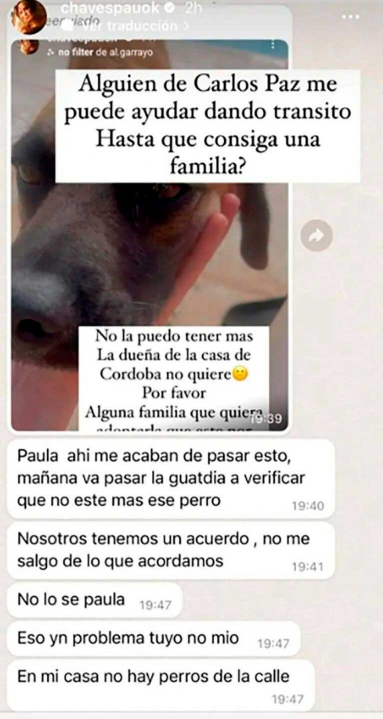 El drama de Paula Chaves con una perra que rescató de la calle: la obligaron a darla en adopción