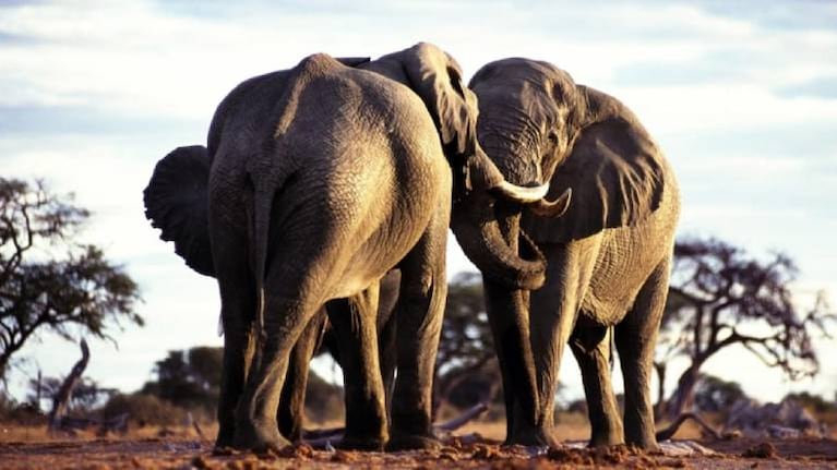 El duelo viral de dos elefantes con desenlace fatal en Sudáfrica