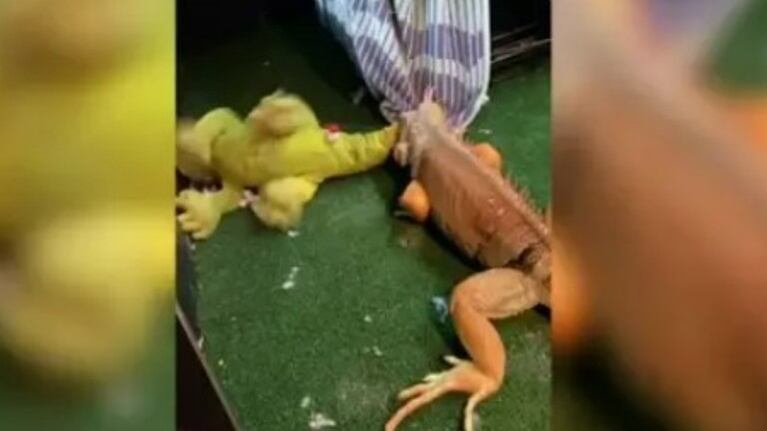 El dueño de esta iguana se quedó asombrado cuando su mascota atacó sin piedad uno de los juguetes que le había regalado