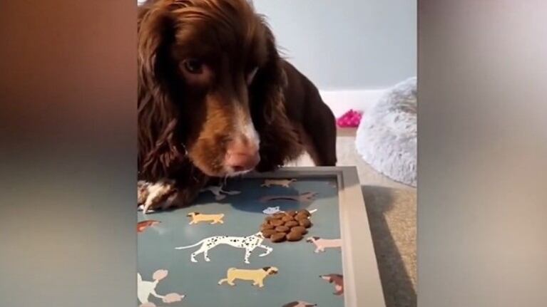 El dueño de este perro decidió gastar una divertida broma a su mascota escondiéndole sus golosinas