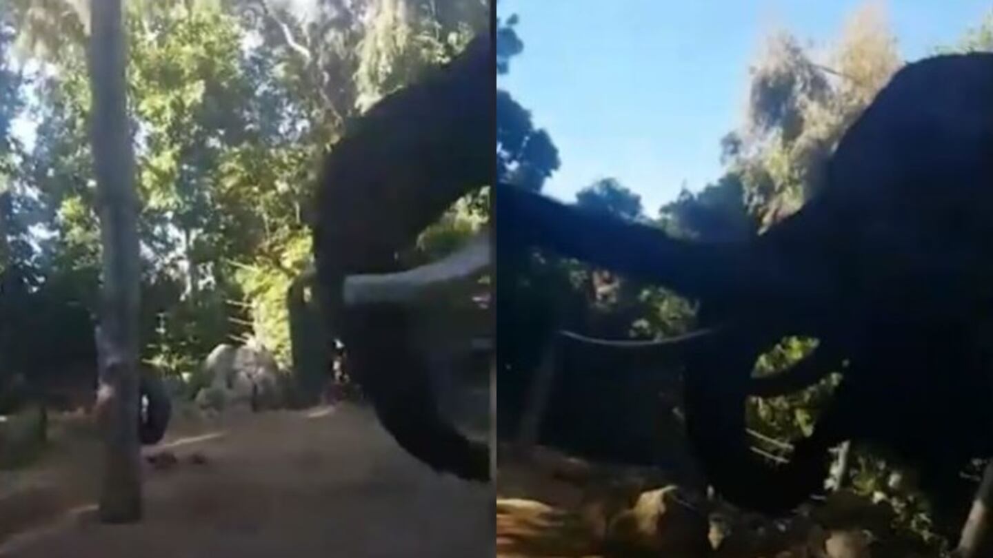 El emocionante reencuentro entre un elefante y su cuidador 