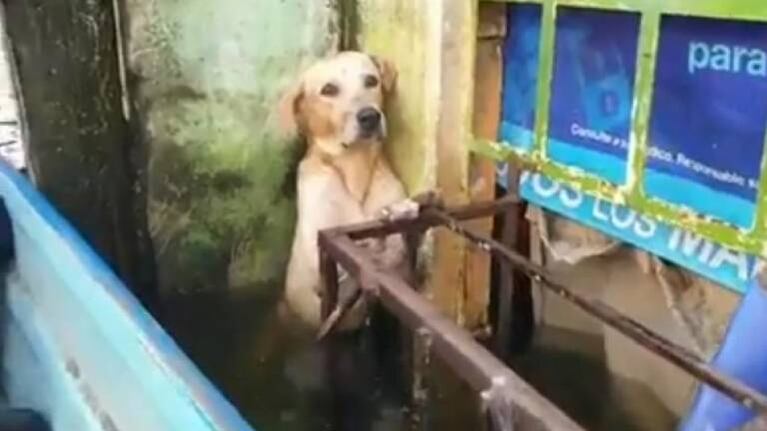 El emotivo rescate de un perro atrapado en las inundaciones de México