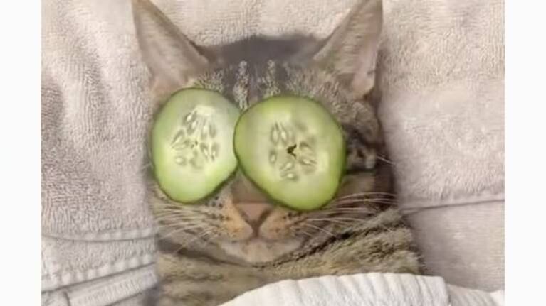 El enfado de un gatito cuando interrumpen su sesión de “spa” con rodajas de pepino en los ojos