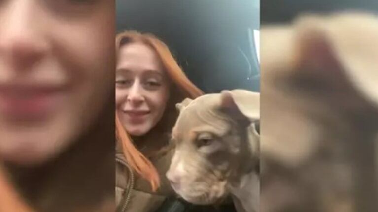 El espíritu navideño de este perro ha sorprendido a las redes