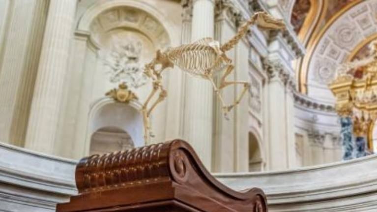 El esqueleto del caballo de Napoleón sobrevuela su tumba