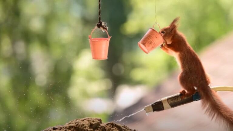  El fotógrafo Geert Weggen organiza una fiesta de verano para las ardillas de su jardín