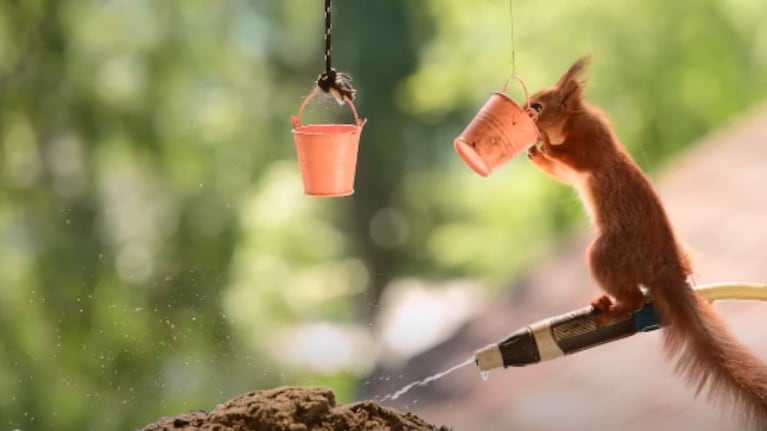  El fotógrafo Geert Weggen organiza una fiesta de verano para las ardillas de su jardín
