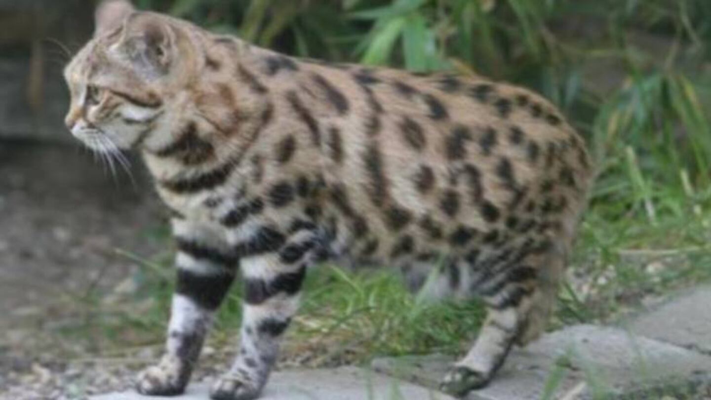 El gato patinegro: el felino “adorable” y más letal del mundo