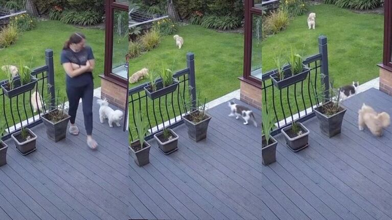 El gato pone orden y hace que los perros de la familia hagan caso a su dueña