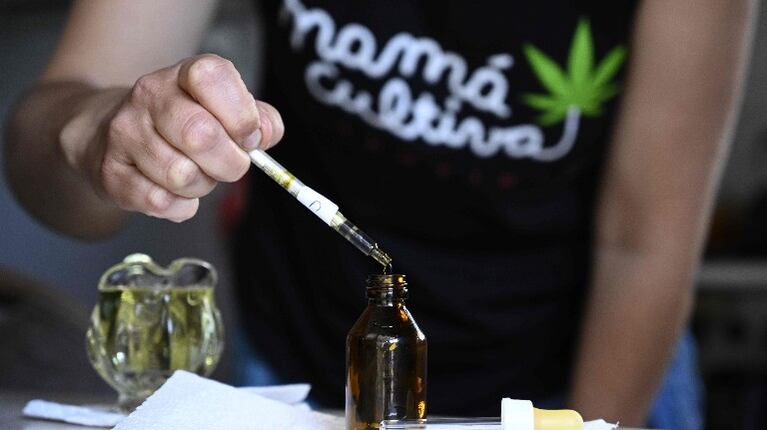 El Gobierno bonaerense presentó proyecto para la producción y comercialización de cannabis medicinal. Foto: AFP.