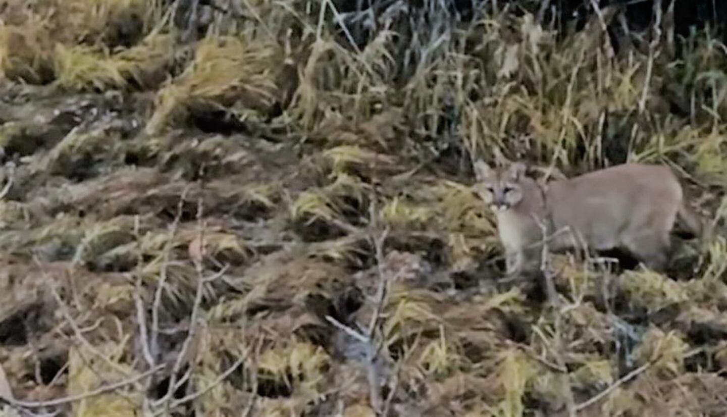 El hambriento felino se encontró con la sorpresa de su vida