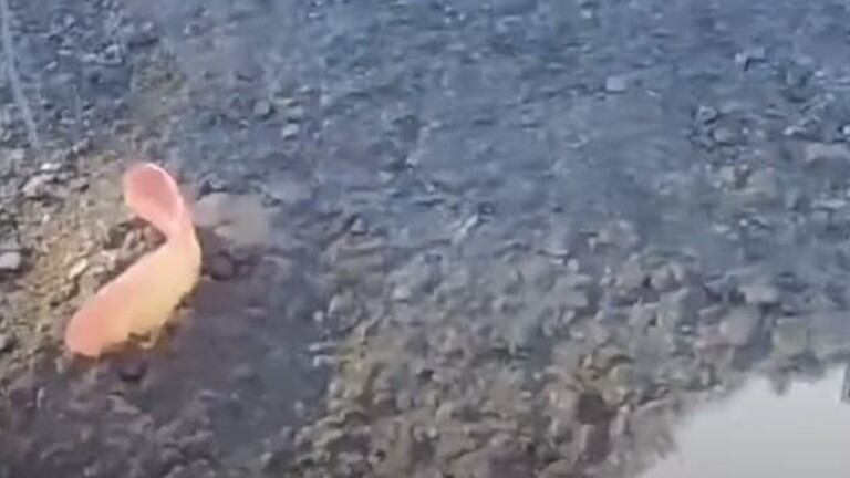 El hilarante momento en que un gato roba la dentadura postiza que se le cae a una anciana