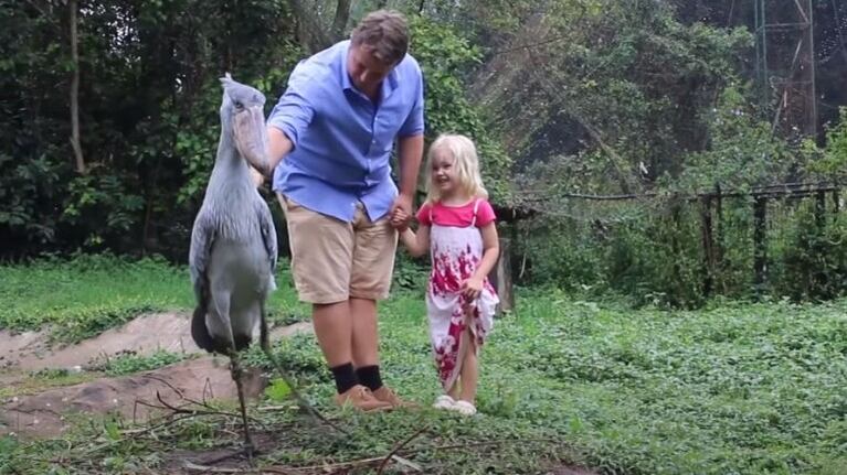 El hipogrifo de Harry Potter de la vida real existe, se llama Sushi, es una cigüeña, y vive en Uganda