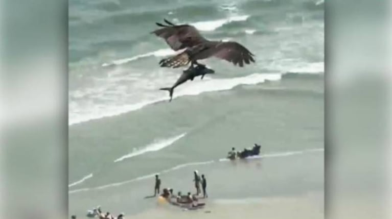 El increíble momento en el que un águila caza a un tiburón en la playa