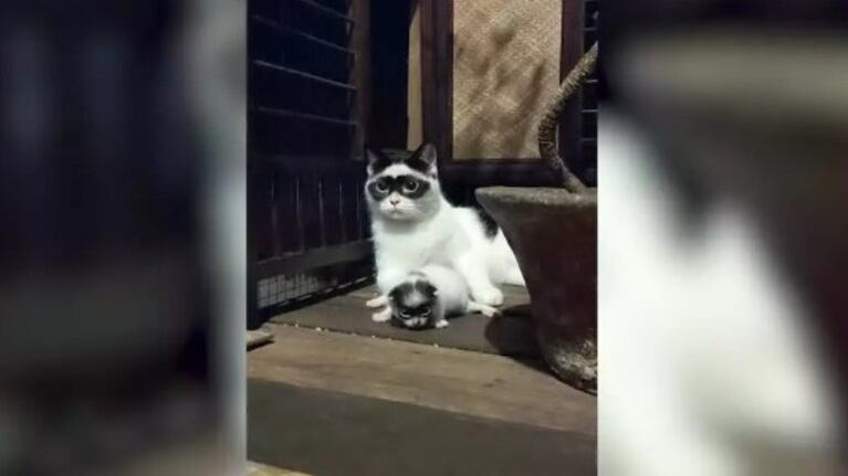 El increíble parecido de este gato con antifaz y su cría