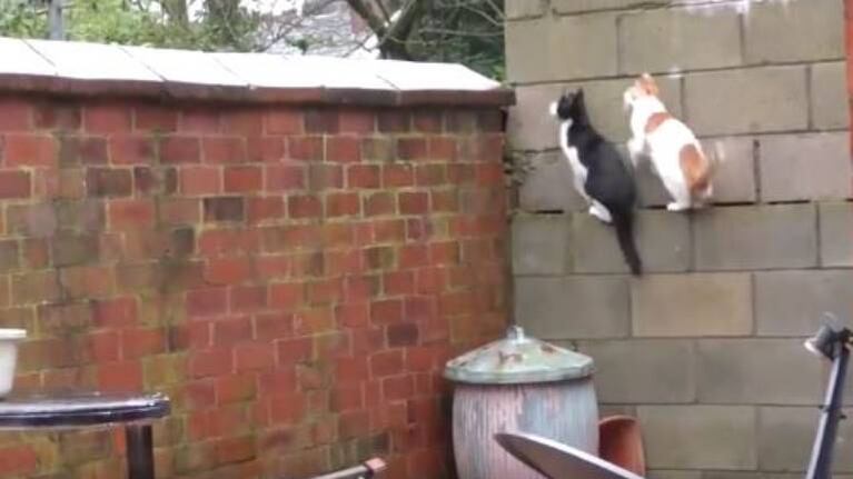 El increíble “parkour” de dos gatos que conquista las redes sociales