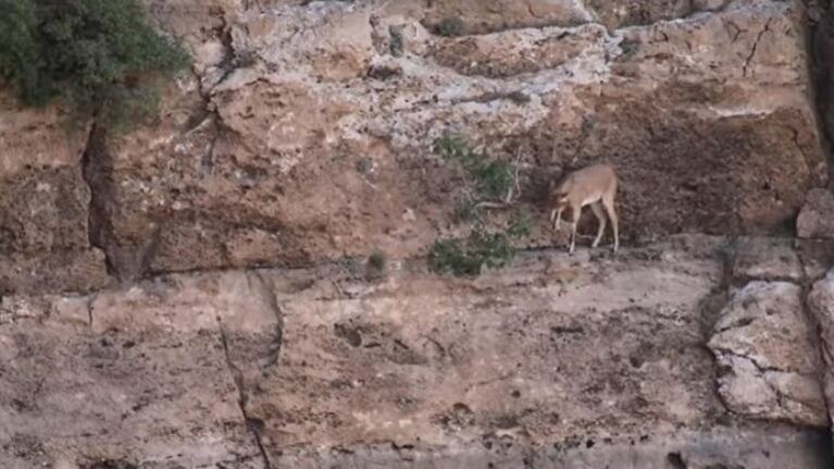 El insólito paseo de este íbice de Bezoar por una empinada pared rocosa