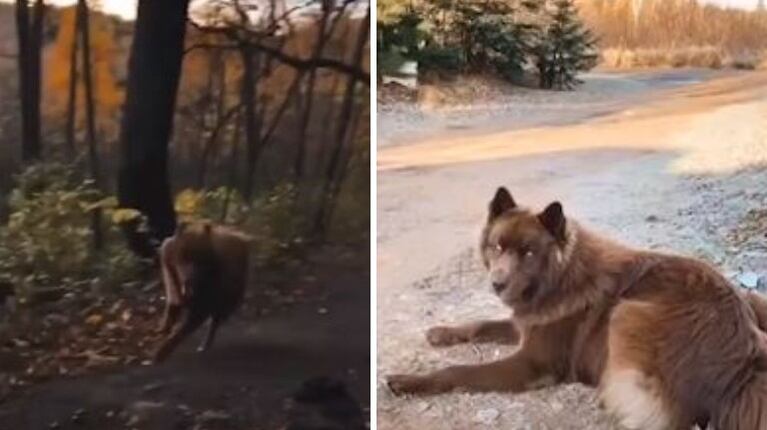 El inusual aspecto de este perro hace que lo confundan con un lobo