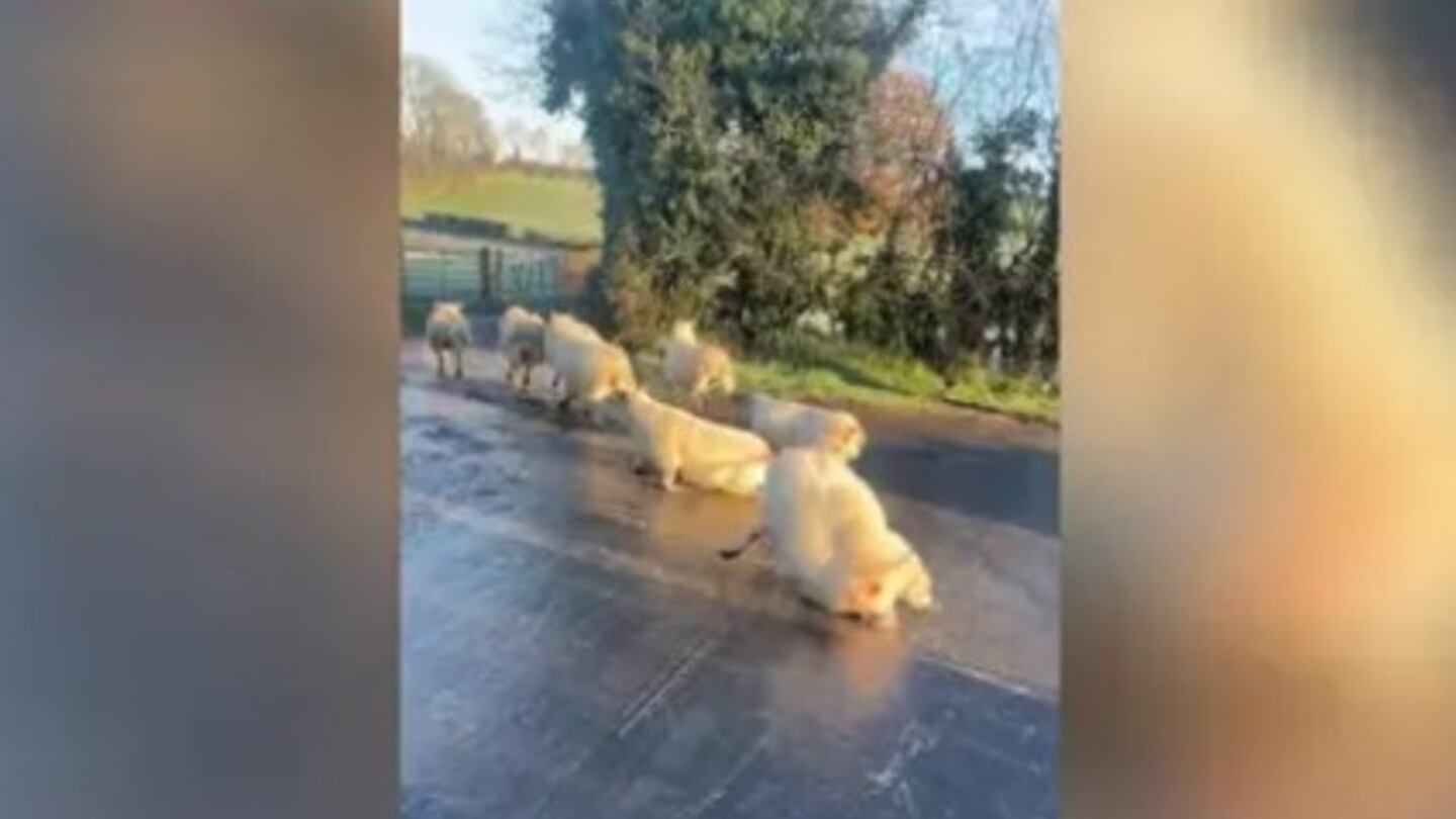 El invierno ha llegado: las primeras heladas hacen resbalar a las ovejas de esta granja