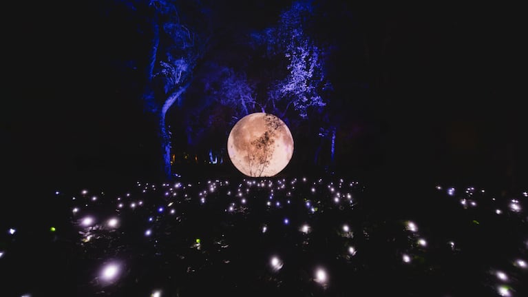 El Jardín Botánico de Buenos Aires se transforma en un espectáculo nocturno (Foto: Prensa)