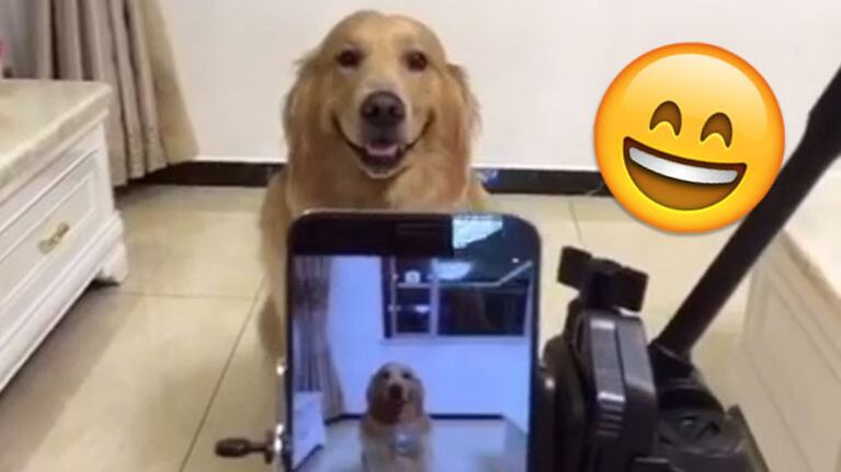 El labrador que sonríe a cámara no puede ser más tierno (Foto: Captura). 