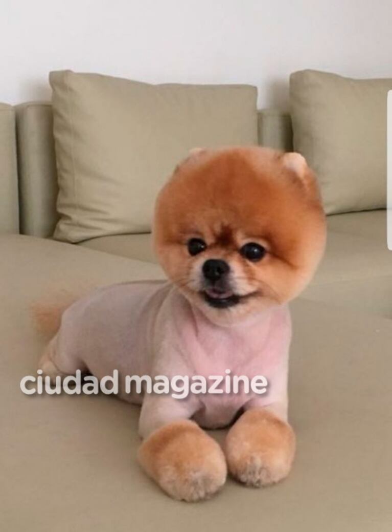 El llamativo look del perro de Carmen Barbieri: "Parece un peluchito, ¡me mata de amor!" 