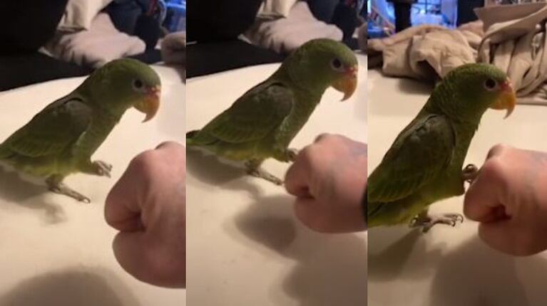 El loro Binx se mete a sus seguidores en el bolsillo chocando con el puño