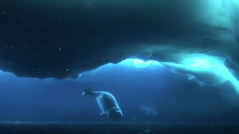 El mamífero más austral del mundo entero mantiene charlas ultrasónicas bajo el hielo antártico