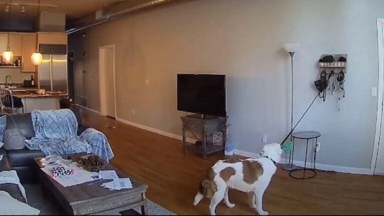 El momento justo: una cámara de seguridad muestra la travesura de un perro cuando su dueña está trabajando