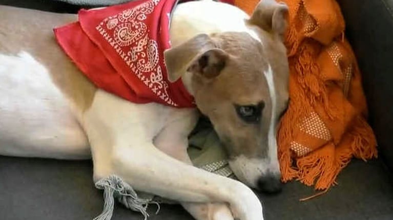El perro Arturo en Gran Hermano