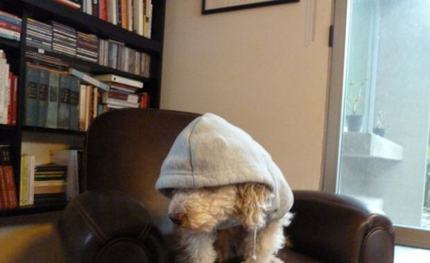 El perro de Alejandro Fantino no soprtó ver a su dueño así. (Foto: @MiriamLanzoni)