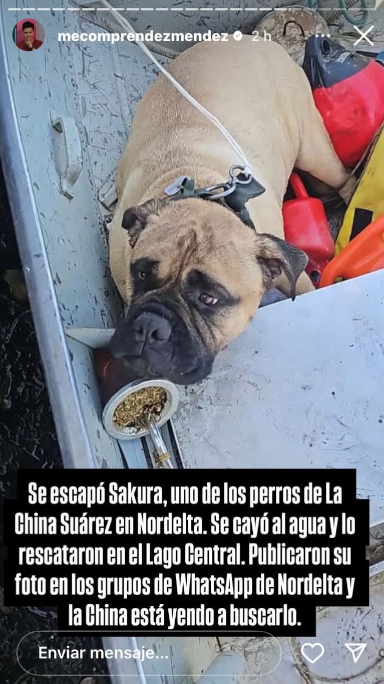El perro de la China Suárez se escapó y lo encontraron en un lago de Nordelta (Foto: Instagram/@mecomprendezmendez).