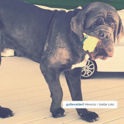 El perro del clan Tinelli se divierte con los juguetes de Lolo (Foto: Instagram)