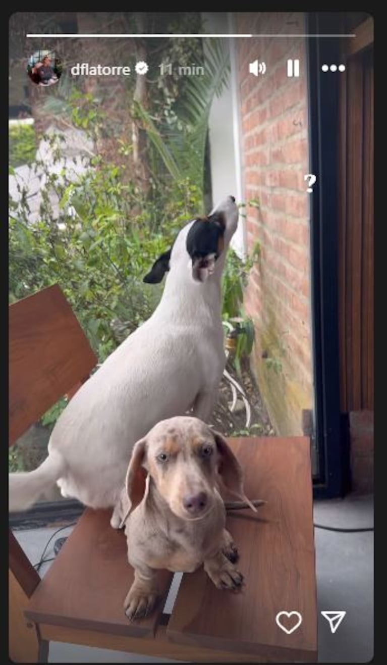 El posteo de Diego Latorre de sus mascotas con Yanina en medio de la polémica de la supuesta infidelidad (Foto: captura de Instagram/@dflatorre).