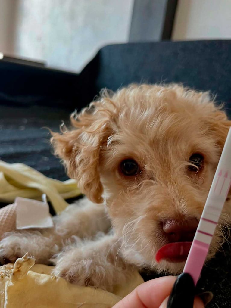 El posteo de Guadalupe Antón anunciando su embarazo (Foto: Instagram @guadalupeantonok)
