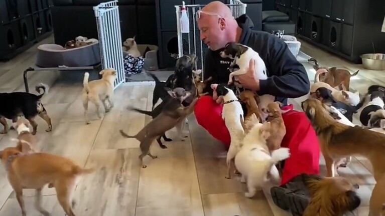 El propietario de este santuario ha rescatado a casi 100 chihuahuas abandonados