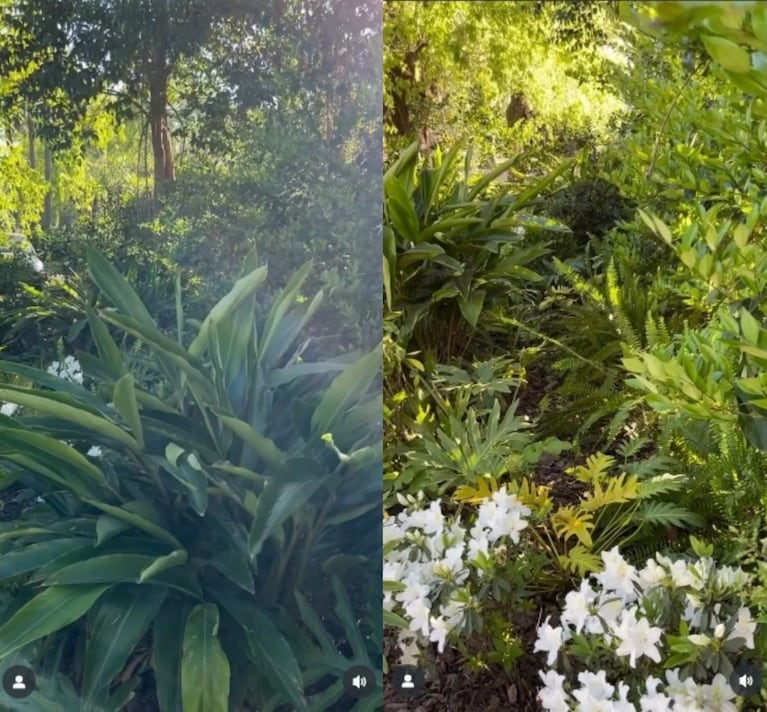 El refugio verde de Laurita Fernández: así es su jardín selvático. CRÉDITO: Instagram