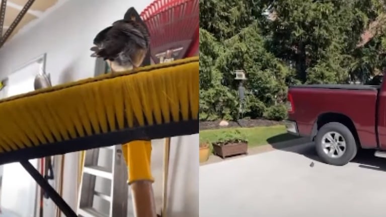 El rescate de este pájaro atrapado en una escoba termina en fracaso absoluto