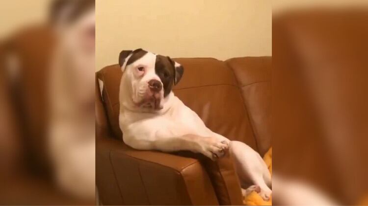 El simpático video de un perro que se comporta como una persona.