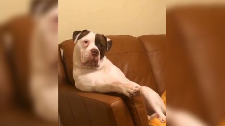 El simpático video de un perro que se comporta como una persona.
