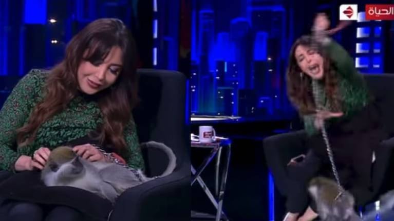 El susto de una presentadora de TV egipcia cuando un mono la empieza a arañar