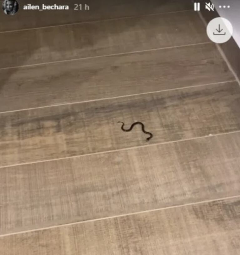 El terrible susto de Ailén Bechara por haber encontrado una serpiente en su habitación: "¡Se meten desde la piscina!"