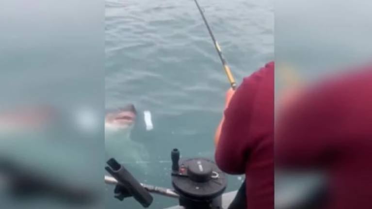 El terrible susto de unos pescadores al capturar un tiburón por error