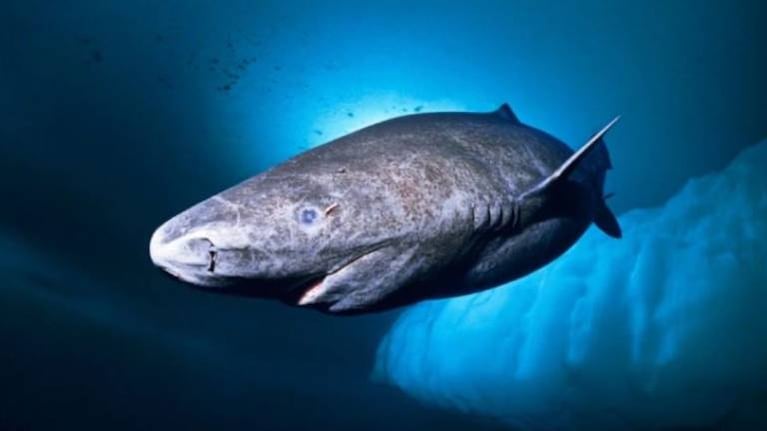 El tiburón más viejo del mundo vive en Groenlandia y tendría 512 años