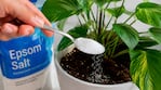 El truco con sales de Epsom que hace que tus plantas crezcan más fuertes y verdes (foto creada por IA)