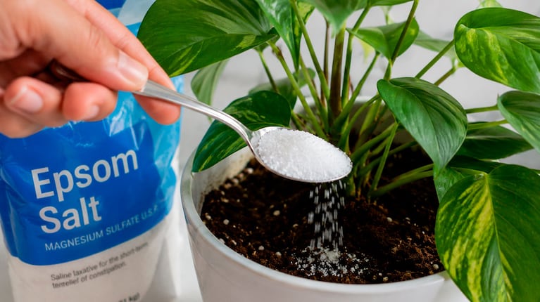 El truco con sales de Epsom que hace que tus plantas crezcan más fuertes y verdes (foto creada por IA)