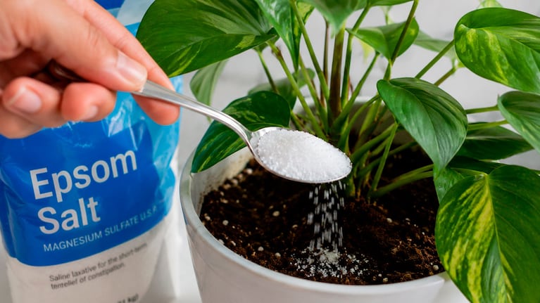 El truco con sales de Epsom que hace que tus plantas crezcan más fuertes y verdes (foto creada por IA)