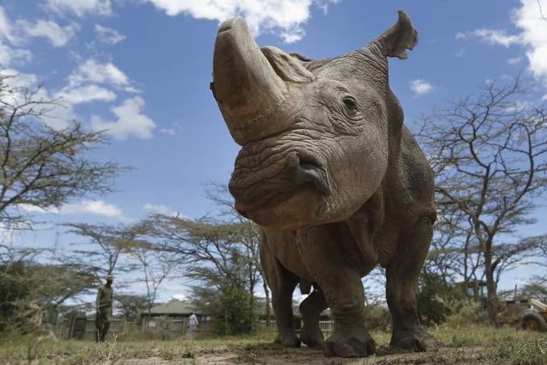 El último rinoceronte blanco macho podría morir sin perpetuar la especie