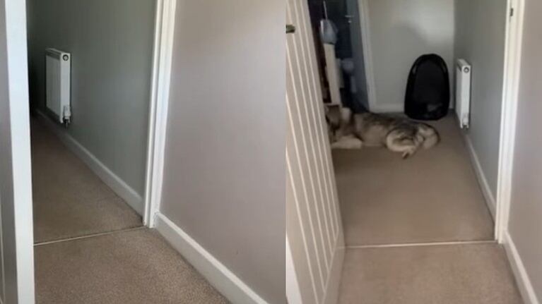 El vídeo de este husky diciendo no a su dueña