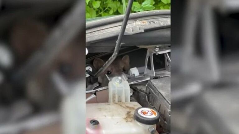 El video de este joven intentando sacar unas comadrejas escondidas en el motor de su coche se hizo viral